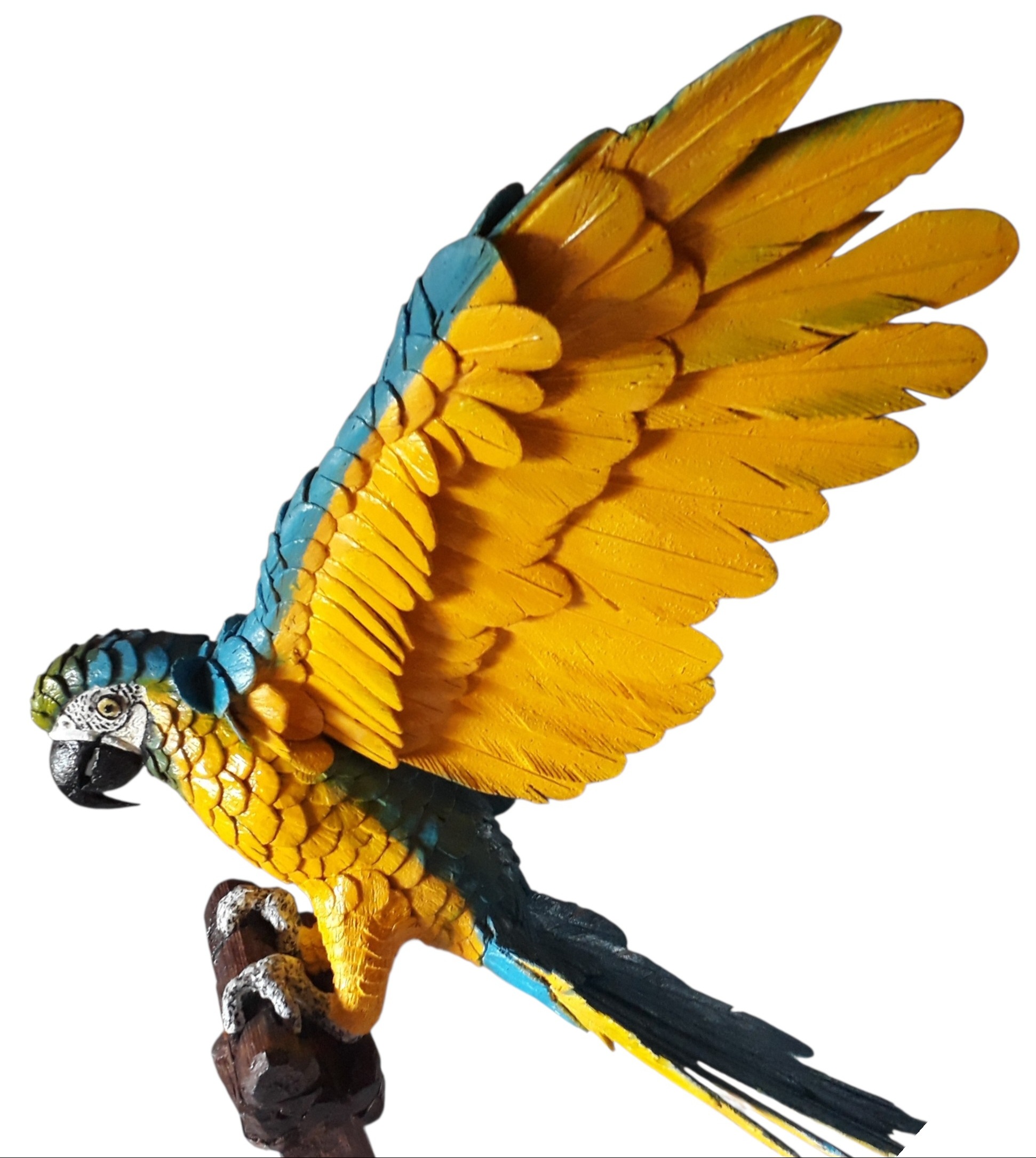 Arara Canindé